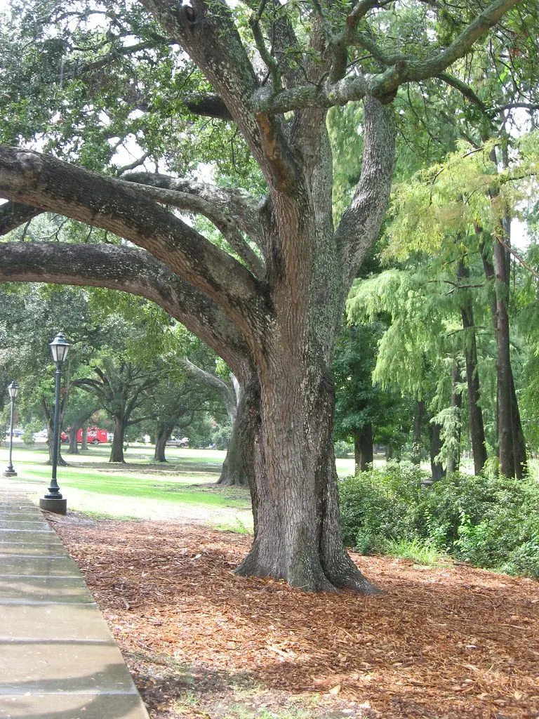 Louisiana State University and Agricultural & Mechanical College campus 1